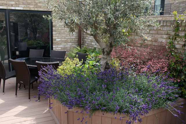 Midsummer: Lavender under the Olive tree